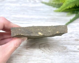Trilobite Track Fossil #4