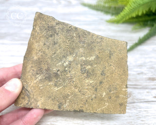 Trilobite Track Fossil #4