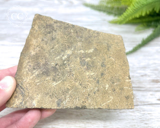 Trilobite Track Fossil #4