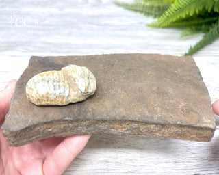 Trilobite Track Fossil #1