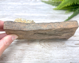 Trilobite Track Fossil #1