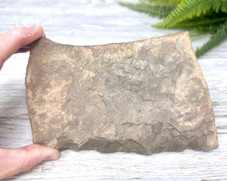 Trilobite Track Fossil #1