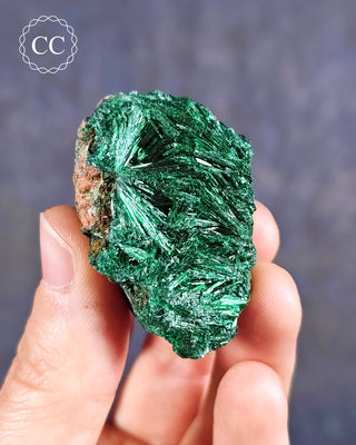 Velvet Malachite Specimen in hand on blue background
