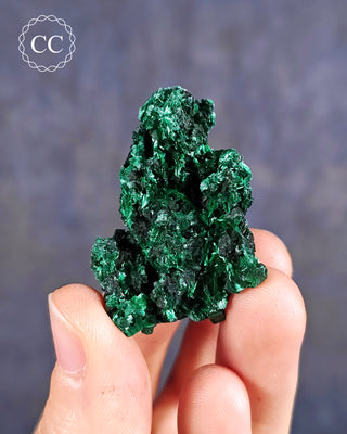 Velvet Malachite Specimen in hand on blue background