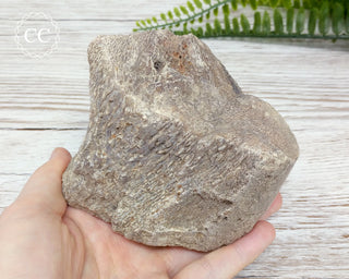 Whale Bone Fossil #3