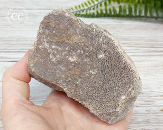 Whale Bone Fossil #3