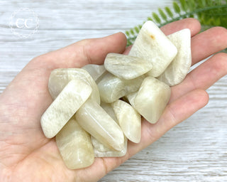 White Moonstone Tumbled Crystals in hand