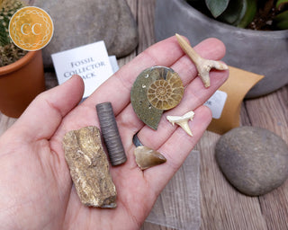 Fossil Collector Pack
