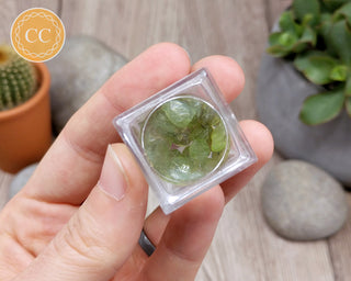 Peridot Crystals in Magnifier Box